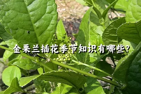 金栗兰插花季节知识有哪些？