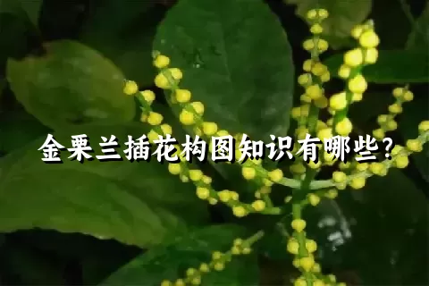 金栗兰插花构图知识有哪些？