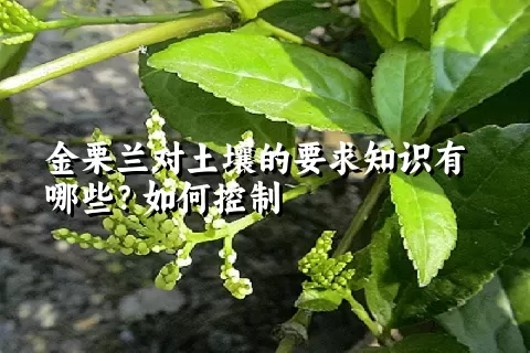 金栗兰对土壤的要求知识有哪些？如何控制