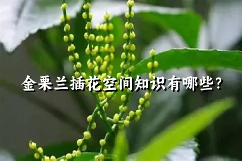 金栗兰插花空间知识有哪些？