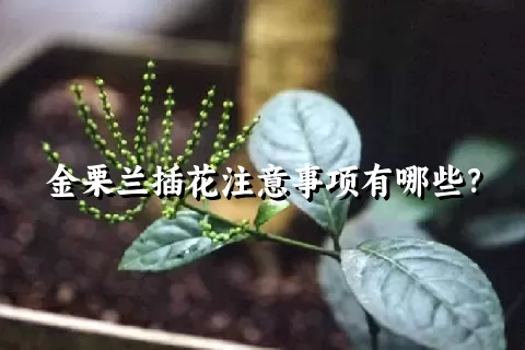 金栗兰插花注意事项有哪些？