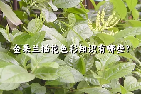 金栗兰插花色彩知识有哪些？