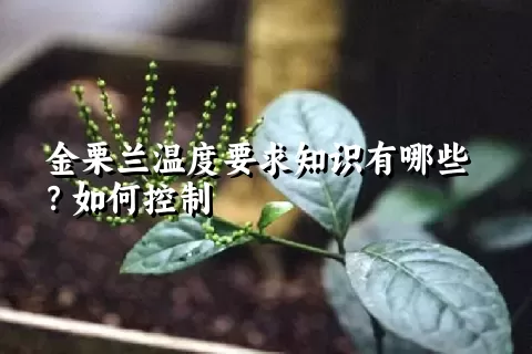 金栗兰温度要求知识有哪些？如何控制