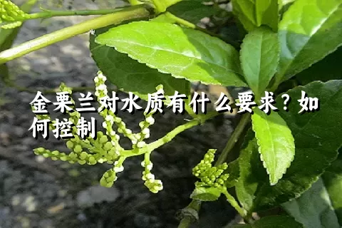 金栗兰对水质有什么要求？如何控制