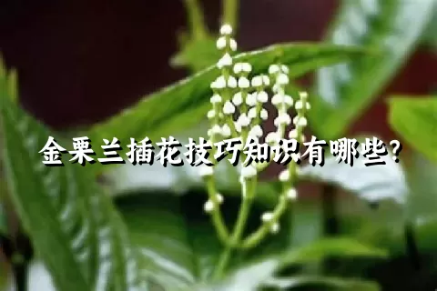 金栗兰插花技巧知识有哪些？