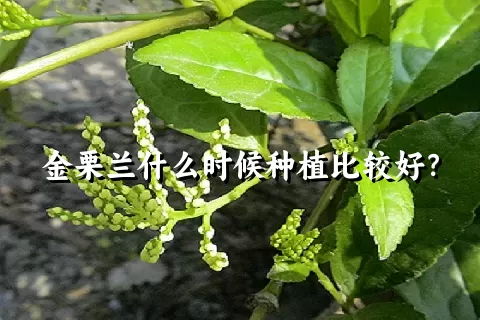 金栗兰什么时候种植比较好？