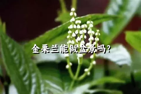 金栗兰能做盆景吗？