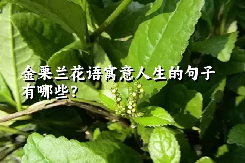 金栗兰花语寓意人生的句子有哪些？