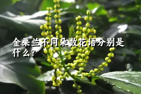 金栗兰不同朵数花语分别是什么？