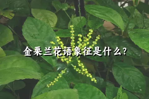 金栗兰花语象征是什么？