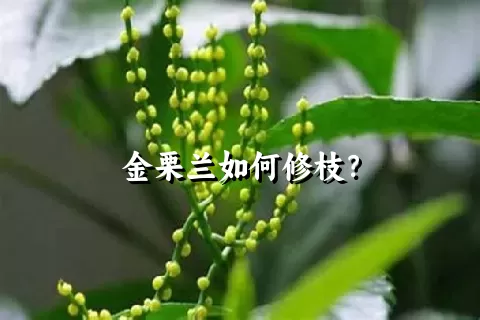 金栗兰如何修枝？