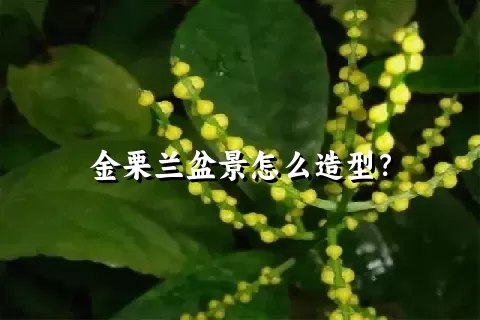 金栗兰盆景怎么造型？