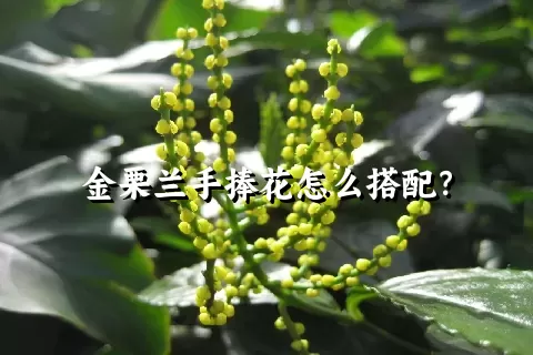 金栗兰手捧花怎么搭配？