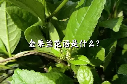 金栗兰花语是什么？