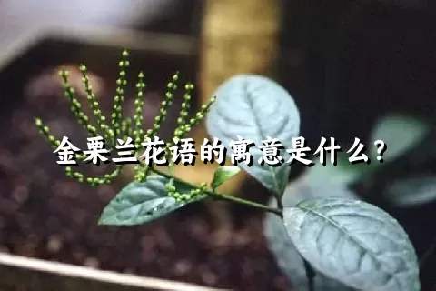 金栗兰花语的寓意是什么？