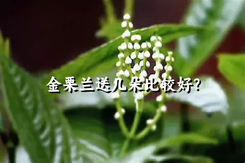 金栗兰送几朵比较好？