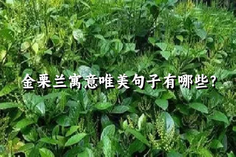 金栗兰寓意唯美句子有哪些？