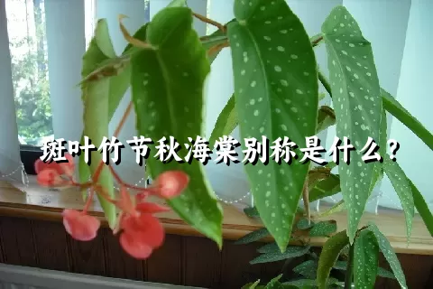 斑叶竹节秋海棠别称是什么？