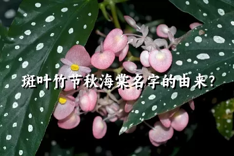 斑叶竹节秋海棠名字的由来？