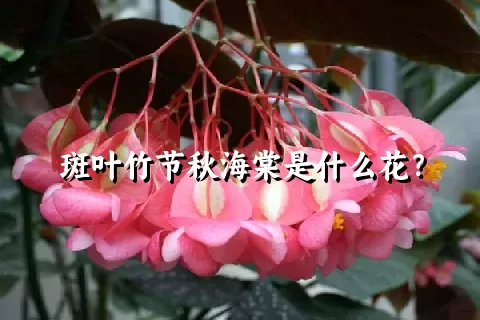 斑叶竹节秋海棠是什么花？