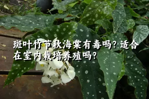 斑叶竹节秋海棠有毒吗？适合在室内栽培养殖吗？