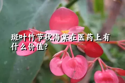 斑叶竹节秋海棠在医药上有什么价值？