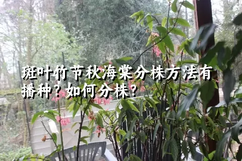 斑叶竹节秋海棠分株方法有播种？如何分株？