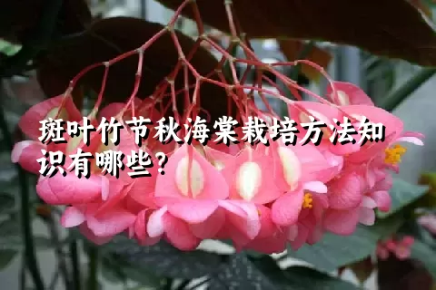 斑叶竹节秋海棠栽培方法知识有哪些？