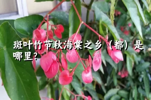 斑叶竹节秋海棠之乡（都）是哪里？