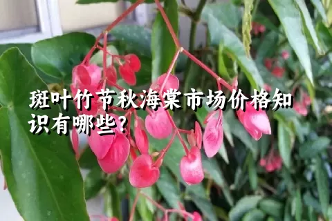 斑叶竹节秋海棠市场价格知识有哪些？