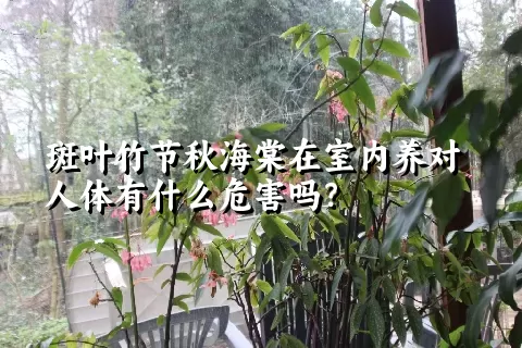 斑叶竹节秋海棠在室内养对人体有什么危害吗？