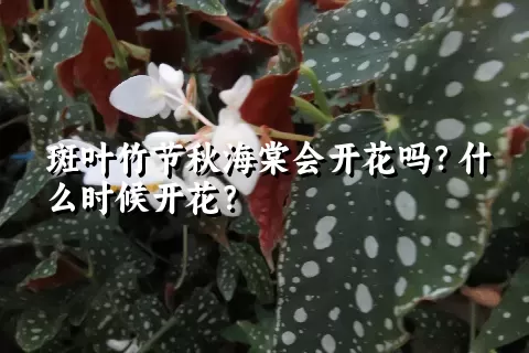 斑叶竹节秋海棠会开花吗？什么时候开花？