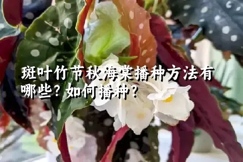 斑叶竹节秋海棠播种方法有哪些？如何播种？