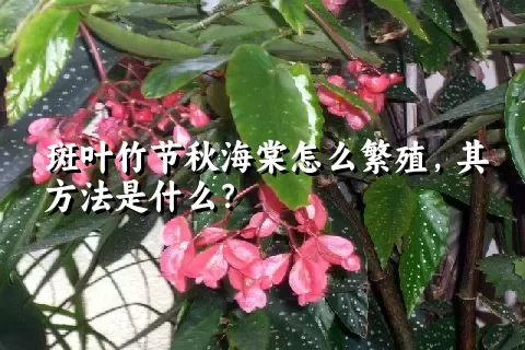 斑叶竹节秋海棠怎么繁殖，其方法是什么？