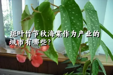 斑叶竹节秋海棠作为产业的城市有哪些？