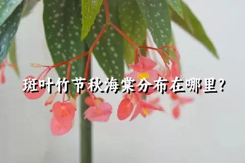 斑叶竹节秋海棠分布在哪里?