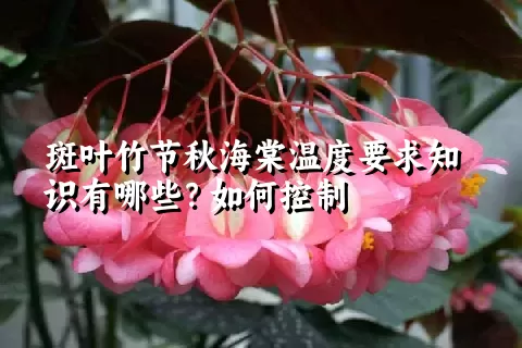 斑叶竹节秋海棠温度要求知识有哪些？如何控制