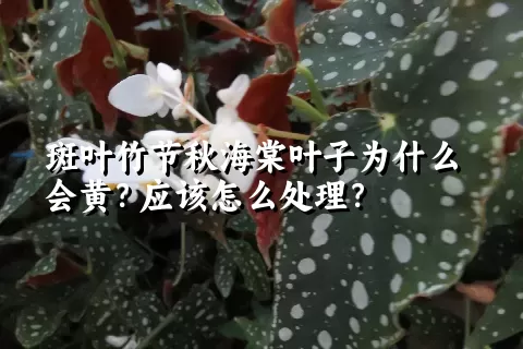 斑叶竹节秋海棠叶子为什么会黄？应该怎么处理？