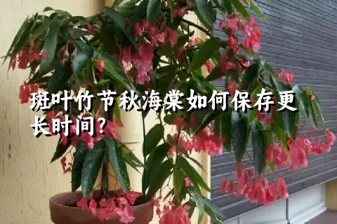 斑叶竹节秋海棠如何保存更长时间？