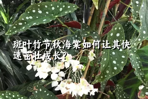 斑叶竹节秋海棠如何让其快速茁壮成长？