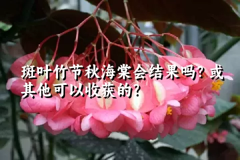 斑叶竹节秋海棠会结果吗？或其他可以收获的？