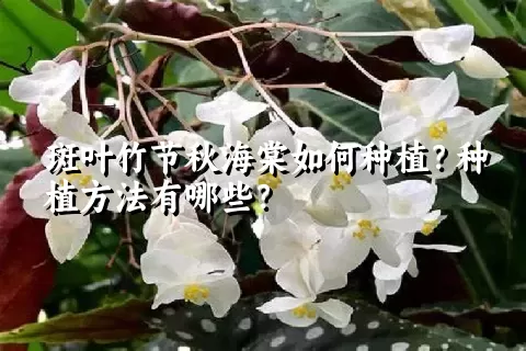 斑叶竹节秋海棠如何种植？种植方法有哪些？