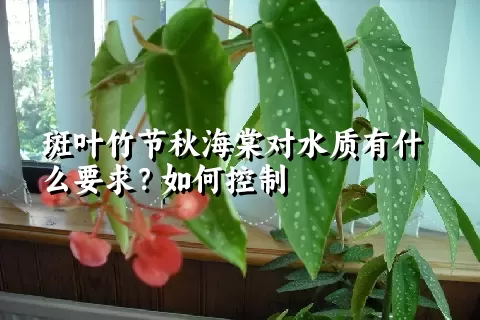 斑叶竹节秋海棠对水质有什么要求？如何控制