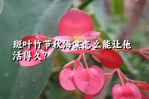 斑叶竹节秋海棠怎么能让他活得久？