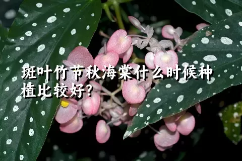 斑叶竹节秋海棠什么时候种植比较好？