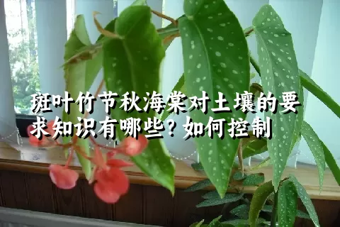 斑叶竹节秋海棠对土壤的要求知识有哪些？如何控制