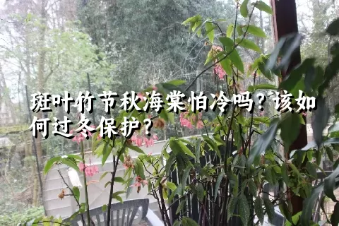 斑叶竹节秋海棠怕冷吗？该如何过冬保护？