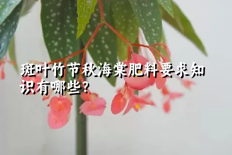 斑叶竹节秋海棠肥料要求知识有哪些？