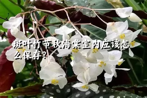 斑叶竹节秋海棠室内应该怎么保存？