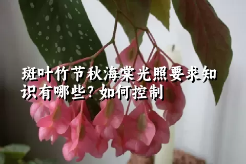 斑叶竹节秋海棠光照要求知识有哪些？如何控制